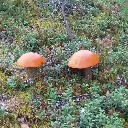 Feriehus Tiirinkallio