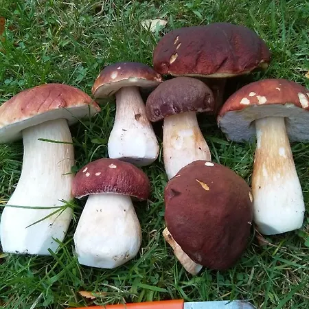 Tiirinkallio * Nilsiä