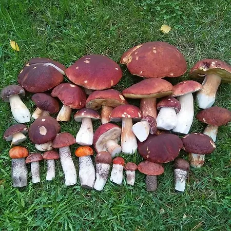 Tiirinkallio Feriehus Nilsiä