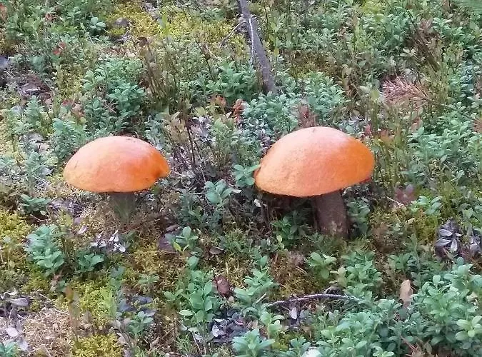 Сasa de vacaciones Tiirinkallio