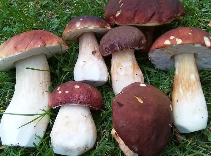 Tiirinkallio * Nilsiä