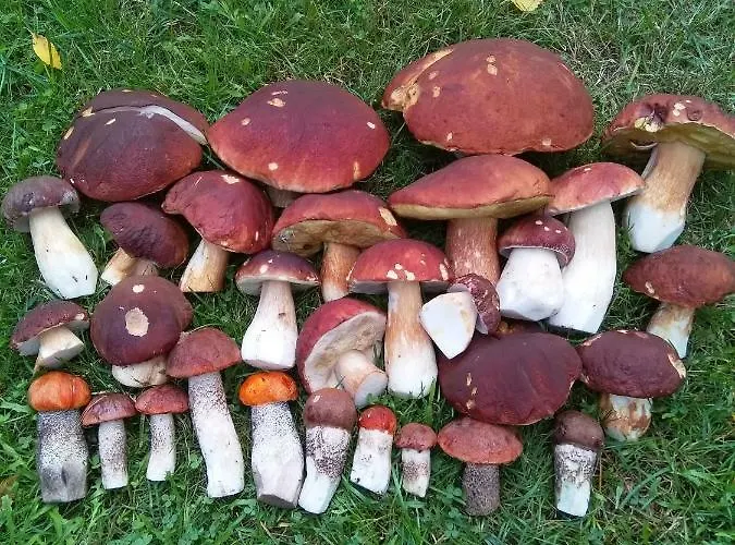 Tiirinkallio Casa vacanze Nilsiä